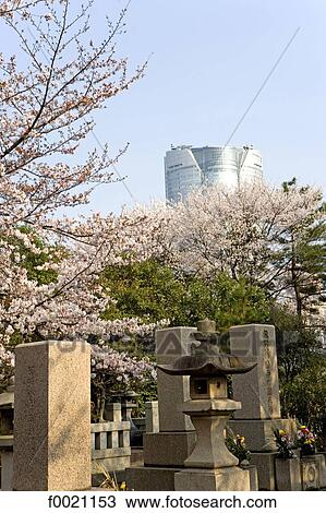 Japan, Tokyo, Roppongi area, Aoyama cemetery, Mori Tower and sherry blossoms View Large Photo Image Stock Image - Japan, Tokyo, Roppongi area, Aoyama cemetery, Mori Tower and sherry blossoms. Fotosearch