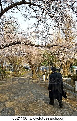 Stock Photograph - Japan, Tokyo, Roppongi area, Aoyama cemetery, sherry blossoms. Fotosearch