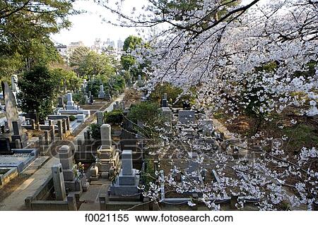 Japan, Tokyo, Roppongi area, Aoyama cemetery, sherry blossoms View Large Photo Image Stock Photography - Japan, Tokyo, Roppongi area, Aoyama cemetery, sherry blossoms. Fotosearch