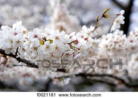 Japan, Tokyo, sherry blossoms View Large Photo Image Stock Image - Japan, Tokyo, sherry blossoms. Fotosearch