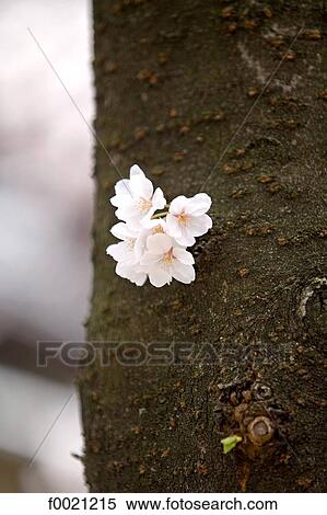 Stock Photography - Japan, Tokyo, sherry blossoms. Fotosearch