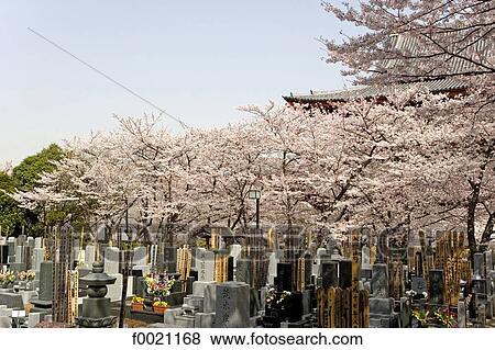 Japan, Tokyo, Shiba quarter, Temple of Zojoji park, shintoist shrine View Large Photo Image Stock Photo - Japan, Tokyo, Shiba quarter, Temple of Zojoji park, shintoist shrine. Fotosearch
