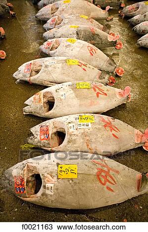 Stock Image - Japan, Tokyo, Tsukuji fishmarket, auction sale of tunas. Fotosearch