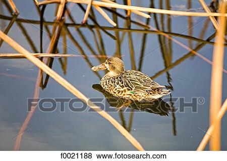 Japan, Tokyo, Ueno Park, duck View Large Photo Image Stock Photo - Japan, Tokyo, Ueno Park, duck. Fotosearch