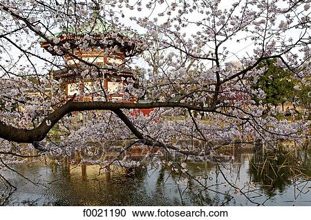 Japan, Tokyo, Ueno Park, pagoda and sherry blossoms View Large Photo Image Stock Image - Japan, Tokyo, Ueno Park, pagoda and sherry blossoms. Fotosearch