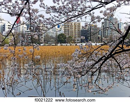Stock Image - Japan, Tokyo, Ueno Park. Fotosearch