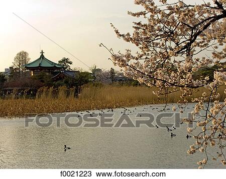 Japan, Tokyo, Ueno Park View Large Photo Image Stock Image - Japan, Tokyo, Ueno Park. Fotosearch