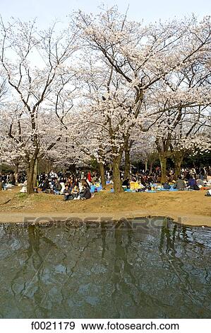 Stock Photo - Japan, Tokyo, Yoyogi park, people gathering to celebrate sherry blossoms. Fotosearch