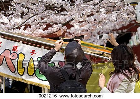 Japan, Tokyo, Yoyogi park, people taking picture of sherry blossoms View Large Photo Image Stock Photograph - Japan, Tokyo, Yoyogi park, people taking picture of sherry blossoms. Fotosearch