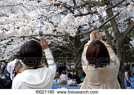 Stock Image - Japan, Tokyo, Yoyogi park, women taking picture of sherry blossoms. Fotosearch