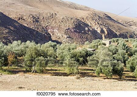 Stock Photography - Jordan, along Kings highway, olive trees. Fotosearch