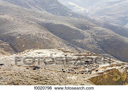 Jordan, herd of sheep View Large Photo Image Stock Photograph - Jordan, herd of sheep. Fotosearch