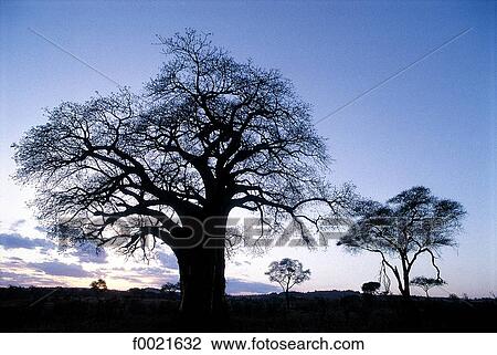 Stock Image - Kenya, Amboseli National Park, baobab. Fotosearch