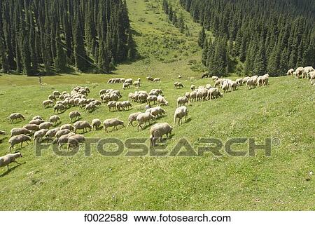 Kyrgyzstan, Altyn Arachan valley, herd of sheep View Large Photo Image Stock Photo - Kyrgyzstan, Altyn Arachan valley, herd of sheep. Fotosearch