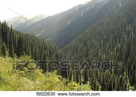 Kyrgyzstan, Altyn Arachan valley View Large Photo Image Stock Image - Kyrgyzstan, Altyn Arachan valley. Fotosearch