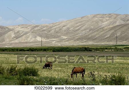 Kyrgyzstan, near lake Issyk Kul, horses View Large Photo Image Stock Photo - Kyrgyzstan, near lake Issyk Kul, horses. Fotosearch
