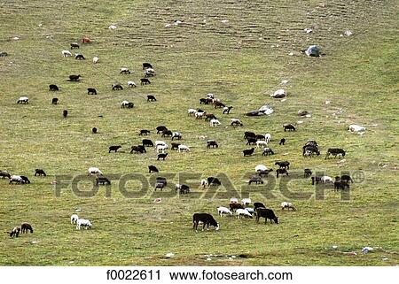 Kyrgyzstan, near lake Kol Ukok, herd View Large Photo Image Stock Image - Kyrgyzstan, near lake Kol Ukok, herd. Fotosearch