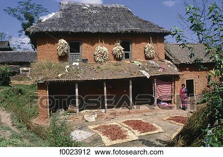 Stock Image - Nepal, near Bhaktapur, drying pepper. Fotosearch