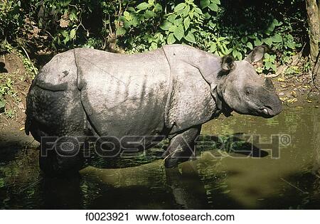 Nepal, Terai, Chitwan National Park, unicorn rhinoceros View Large Photo Image Stock Image - Nepal, Terai, Chitwan National Park, unicorn rhinoceros. Fotosearch