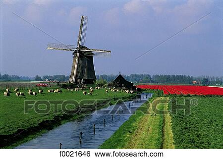 Netherlands, windmill and tulips View Large Photo Image Stock Photograph - Netherlands, windmill and tulips. Fotosearch