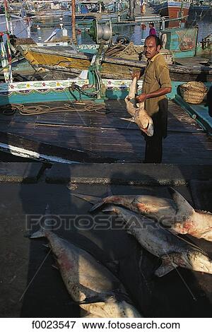 Pakistan, Sindh, Karachi, fishing port, fisherman View Large Photo Image Stock Photo - Pakistan, Sindh, Karachi, fishing port, fisherman. Fotosearch