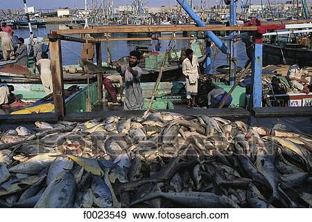Pakistan, Sindh, Karachi, fishing port, return from fishing View Large Photo Image Stock Photo - Pakistan, Sindh, Karachi, fishing port, return from fishing. Fotosearch