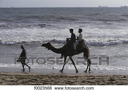 Stock Photograph - Pakistan, Sindh, Karachi, Manora, camel riding on the beach. Fotosearch