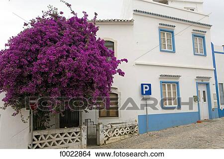 Portugal, Algarve, Alte, flowered facade View Large Photo Image Picture - Portugal, Algarve, Alte, flowered facade. Fotosearch