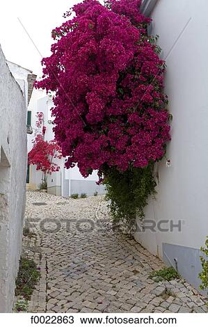 Portugal, Algarve, Alte, flowered lane View Large Photo Image Stock Image - Portugal, Algarve, Alte, flowered lane. Fotosearch