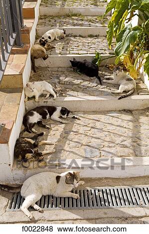 Portugal, Algarve, Cacela Velha, cats View Large Photo Image Stock Photo - Portugal, Algarve, Cacela Velha, cats. Fotosearch