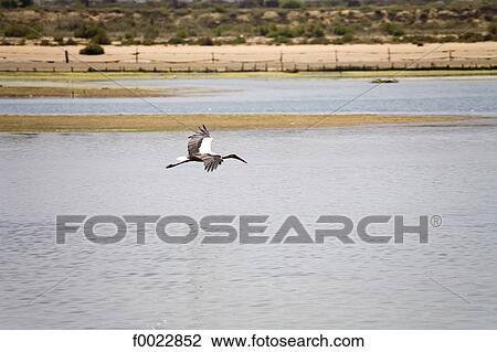 Stock Image - Portugal, Algarve, Cacela Velha, flying wader. Fotosearch