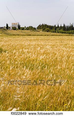 Portugal, Algarve, Cacela Velha, wheat field View Large Photo Image Stock Photo - Portugal, Algarve, Cacela Velha, wheat field. Fotosearch