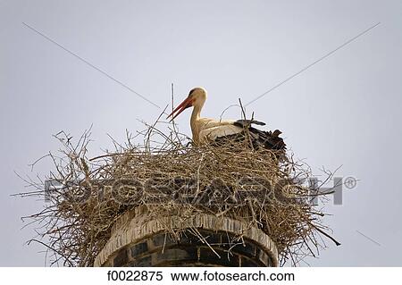 Portugal, Algarve, Silves, stork nest View Large Photo Image Stock Photography - Portugal, Algarve, Silves, stork nest. Fotosearch