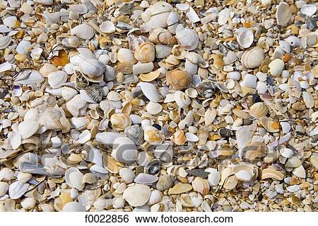 Stock Photograph - Portugal, Algarve, Tavira, shells. Fotosearch