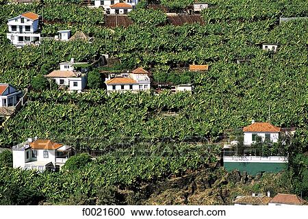 Portugal, Madeira, near Camara de Lobos, vines View Large Photo Image Stock Image - Portugal, Madeira, near Camara de Lobos, vines. Fotosearch