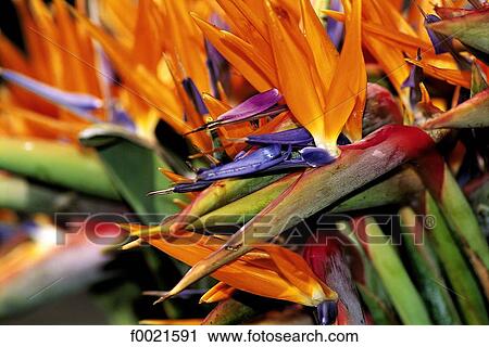 Portugal, Madeira, Rabaçal, flower View Large Photo Image Stock Image - Portugal, Madeira, Rabaçal, flower. Fotosearch