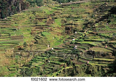 Portugal, Madeira, Serra de Agua, terrace cultivation View Large Photo Image Stock Image - Portugal, Madeira, Serra de Agua, terrace cultivation. Fotosearch
