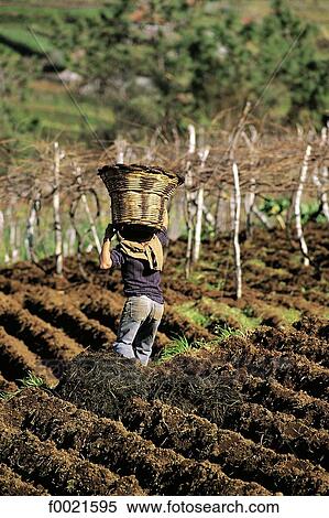 Stock Photography - Portugal, Madeira, Serra de Agua, vintage. Fotosearch