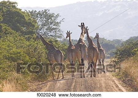 South Africa, Zululand, giraffes View Large Photo Image Stock Photo - South Africa, Zululand, giraffes. Fotosearch