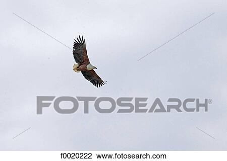 South Africa, Zululand, Kosi Bay lake, African Fish Eagle View Large Photo Image Stock Image - South Africa, Zululand, Kosi Bay lake, African Fish Eagle. Fotosearch