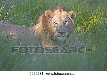 South Africa, Zululand, lion View Large Photo Image Stock Image - South Africa, Zululand, lion. Fotosearch
