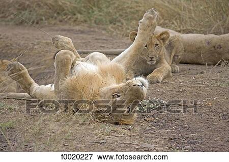 South Africa, Zululand, lionesses View Large Photo Image Stock Photo - South Africa, Zululand, lionesses. Fotosearch