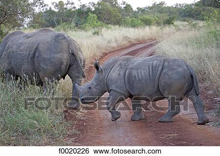 Stock Photograph - South Africa, Zululand, rhinoceros. Fotosearch