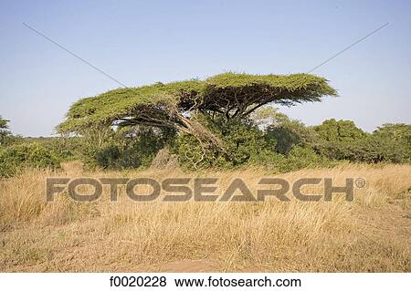 Stock Photo - South Africa, Zululand, savanna landscape. Fotosearch
