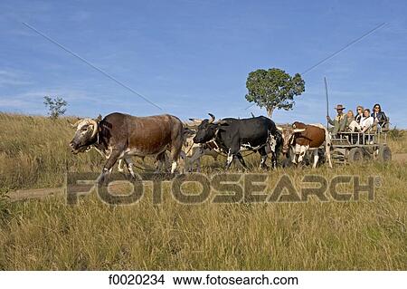 South Africa, Zululand, Simunye, tourists on an ox cart View Large Photo Image Picture - South Africa, Zululand, Simunye, tourists on an ox cart. Fotosearch