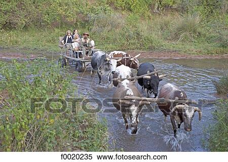 South Africa, Zululand, Simunye, tourists on an ox cart View Large Photo Image Stock Photography - South Africa, Zululand, Simunye, tourists on an ox cart. Fotosearch