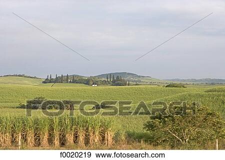 South Africa, Zululand, sugar cane plantation View Large Photo Image Stock Photo - South Africa, Zululand, sugar cane plantation. Fotosearch