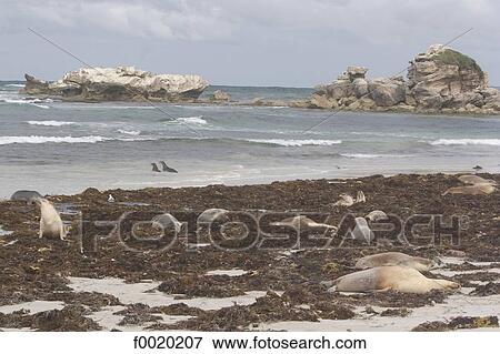 South Australia, Kangaroo island, fur seals View Large Photo Image Stock Photo - South Australia, Kangaroo island, fur seals. Fotosearch