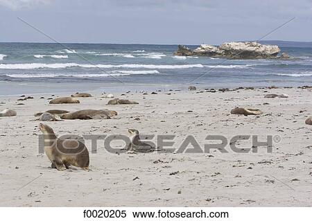 South Australia, Kangaroo island, fur seals View Large Photo Image Stock Photography - South Australia, Kangaroo island, fur seals. Fotosearch