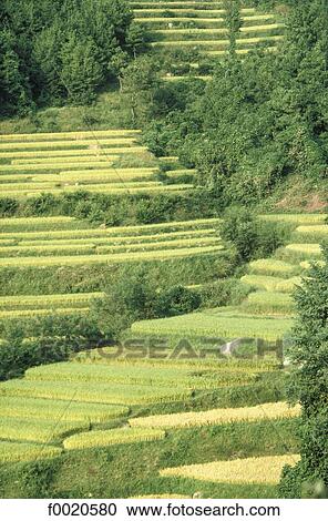 South Korea, Kosong region, terraced paddy fields View Large Photo Image Stock Image - South Korea, Kosong region, terraced paddy fields. Fotosearch